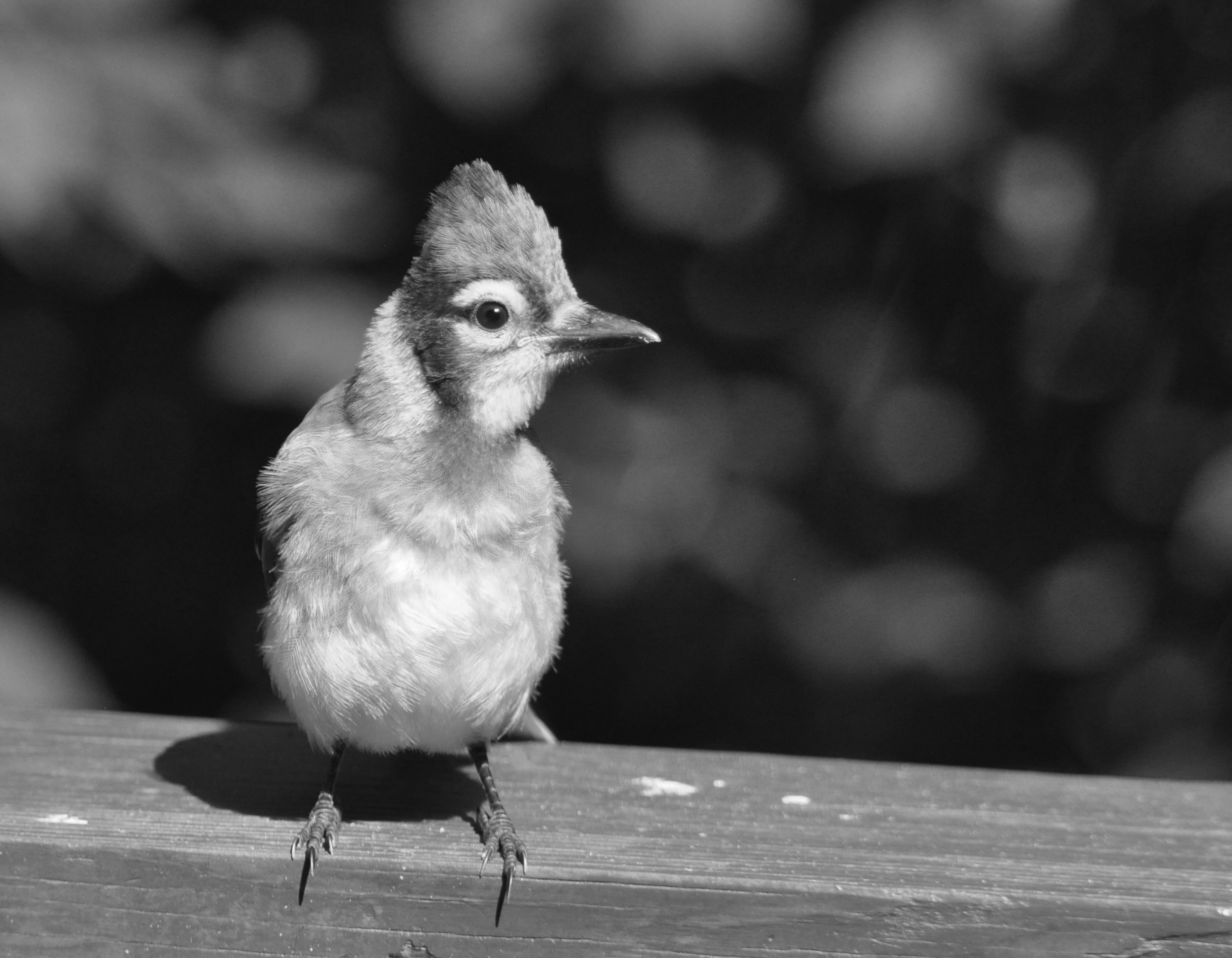 bird looking for inspiration