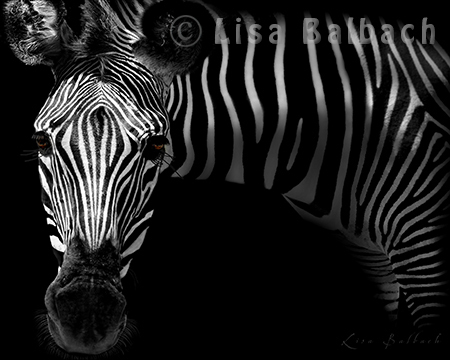 inspirational zebra