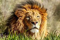 Lion thumbnail