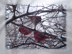 Cardinals On Ice